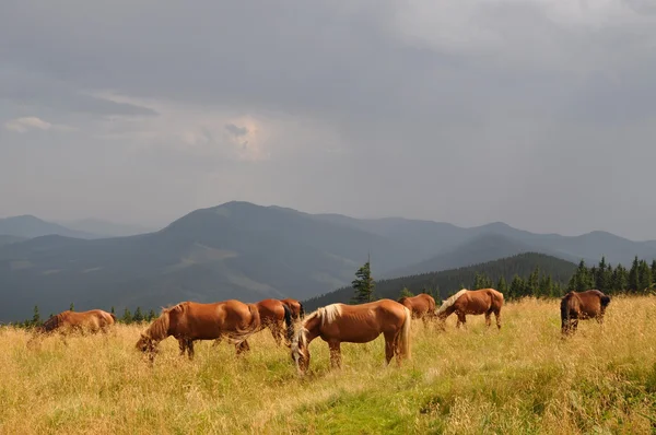 Cavalos em uma encosta contra uma chuva distante — Fotografia de Stock