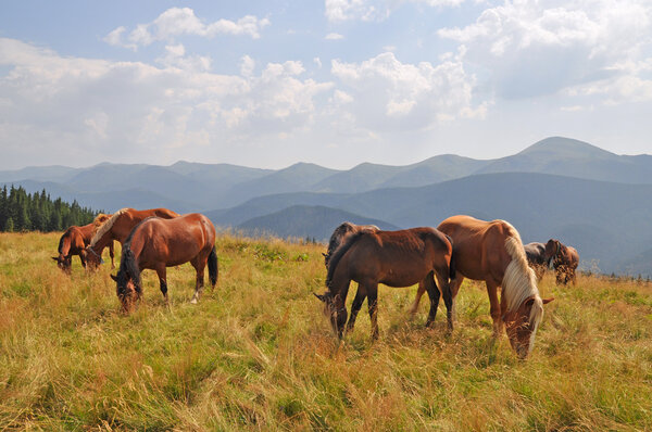 Лошади на склоне холма против гор
.