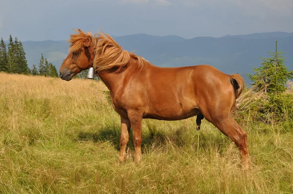 Koń na wzgórzu. — Zdjęcie stockowe