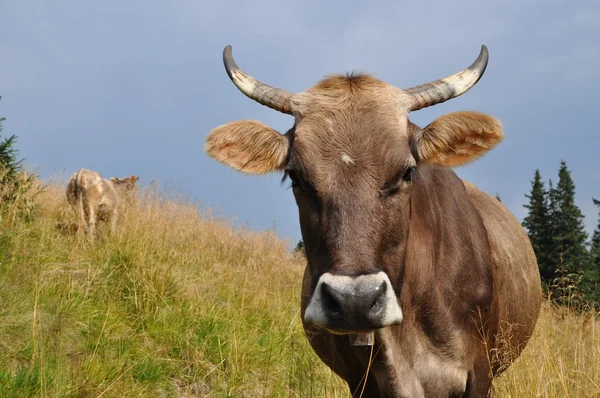 Mean Bull — Stock Photo © schlag #13408873