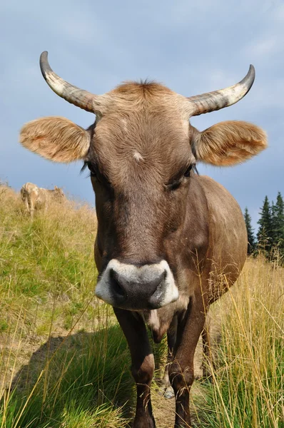 Snuit van een koe. — Stockfoto
