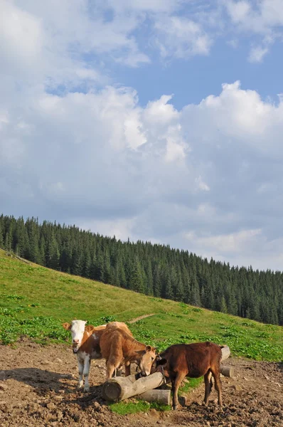 Vacas em um cocho de alimentação com sal . — Fotografia de Stock