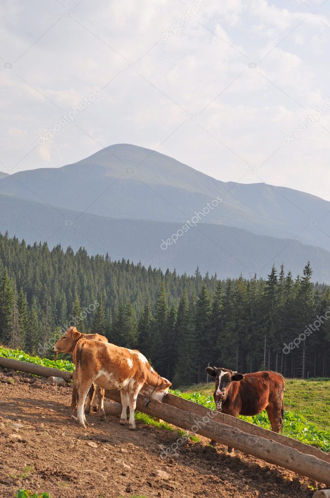 Cows at a feeding trough with salt.