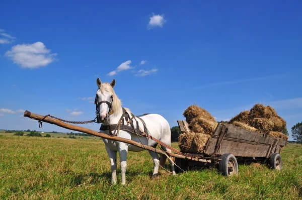Cavalo com um carrinho carregado fardos de feno . — Fotografia de Stock