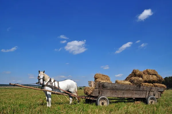 Koně s vozíkem naloženým balíků sena. — Stock fotografie