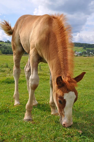 Foal. — Stock Photo, Image