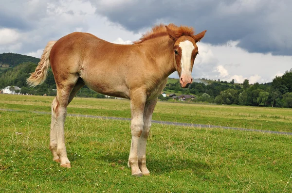 stock image Foal.