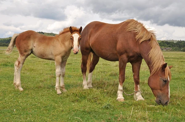 stock image Foal near a mare.