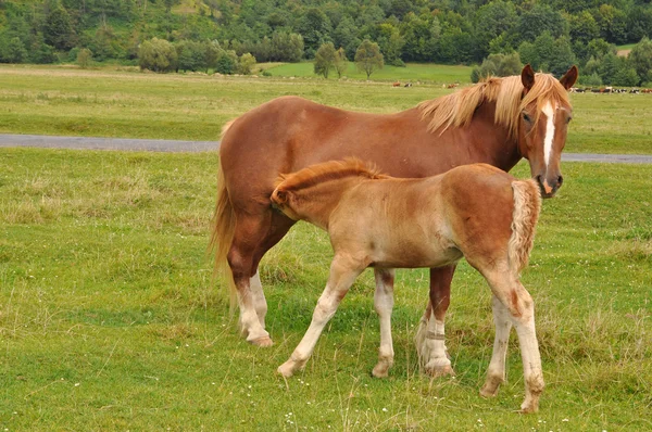 Foal dekat kuda betina . — Stok Foto