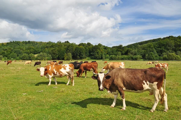 stock image Cows on a summer pasture.