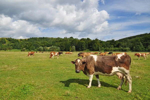 stock image Cows on a summer pasture.