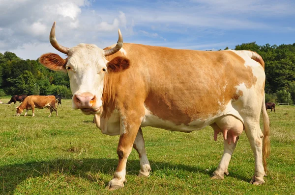 Vaca em um pasto de verão. — Fotografia de Stock