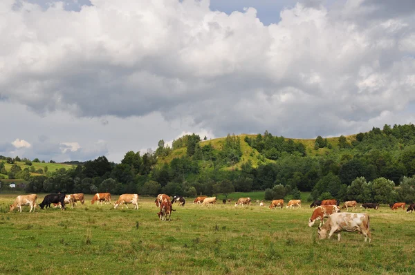 Vacas em um pasto de verão. — Fotografia de Stock