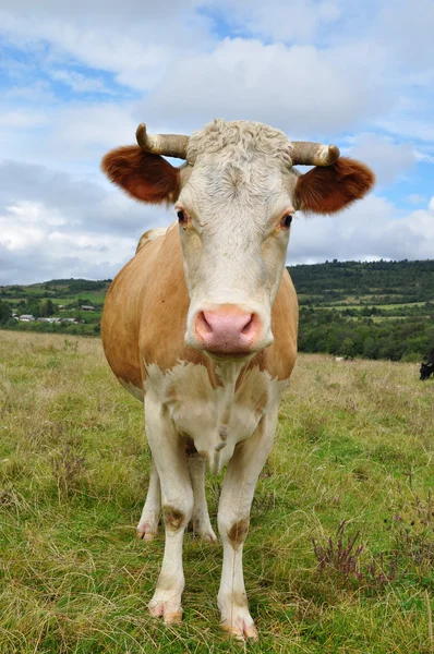 Vacă pe o pășune de vară . — Fotografie, imagine de stoc