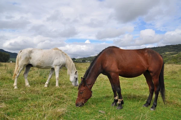 Horses on a summer pasture — Stock Photo, Image