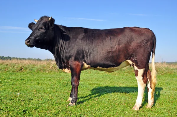 stock image Cow on a summer pasture.