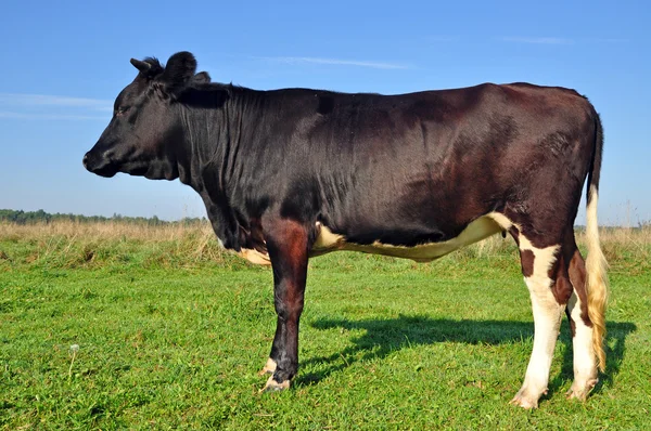 stock image Cow on a summer pasture.