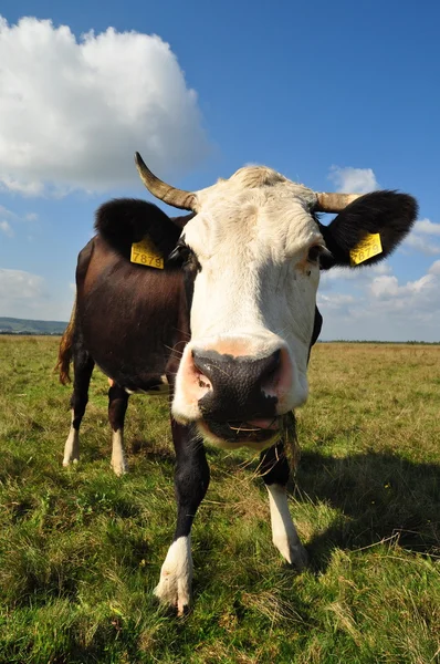 Vaca en un pasto de verano. — Foto de Stock