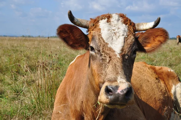 Vacă pe o pășune de vară . — Fotografie, imagine de stoc