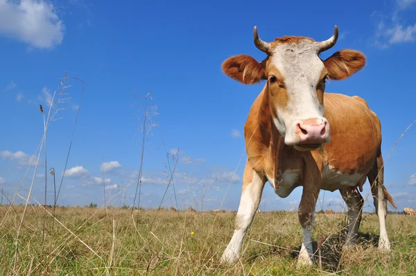 stock image Cow on a summer pasture.