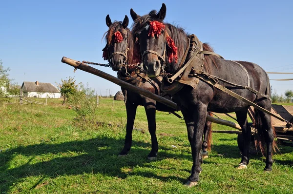 Två hästar i ett team — Stockfoto
