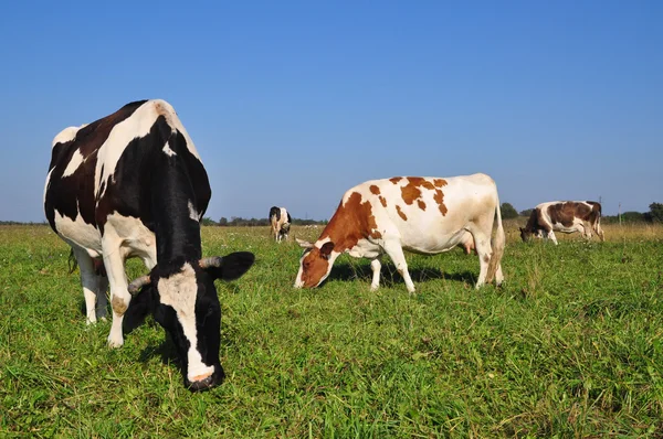 stock image Cows on a summer pasture.