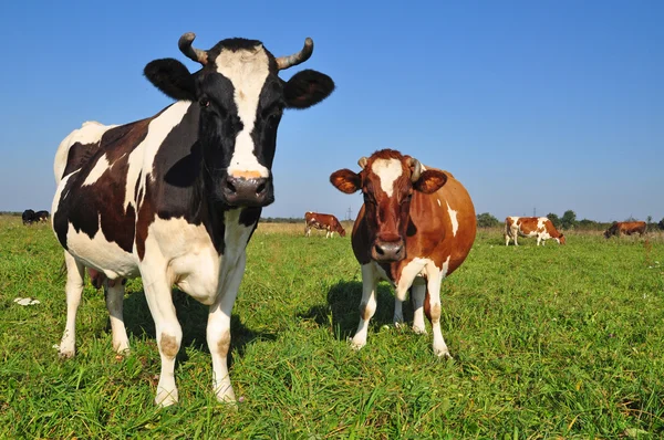Cows on a summer pasture. — Stock Photo, Image