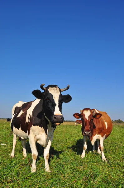 夏天牧场上的奶牛. — 图库照片