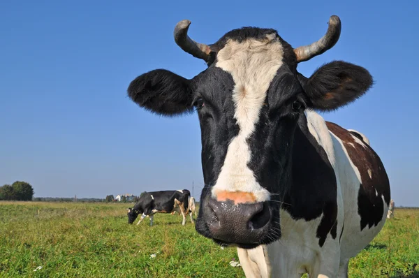 Голова коровы. — стоковое фото