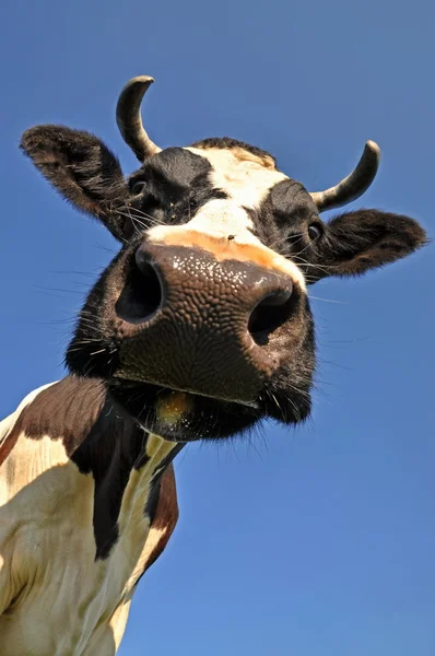 stock image Head of a cow.