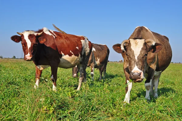 Коровы на летнем пастбище. — стоковое фото