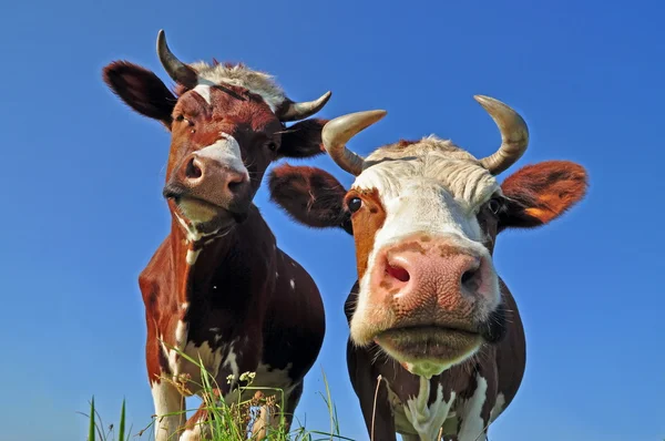 Krowy na letnich pastwiskach. — Zdjęcie stockowe