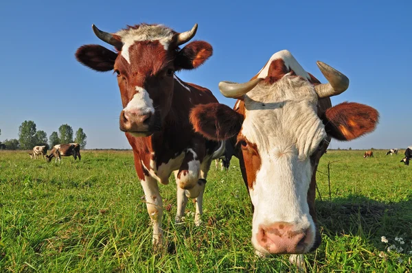 stock image Cows on a summer pasture.