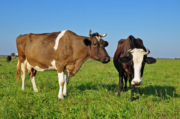 Kor på sommarbetesmark. — Stockfoto