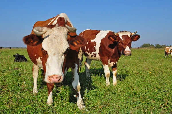 stock image Cows on a summer pasture.