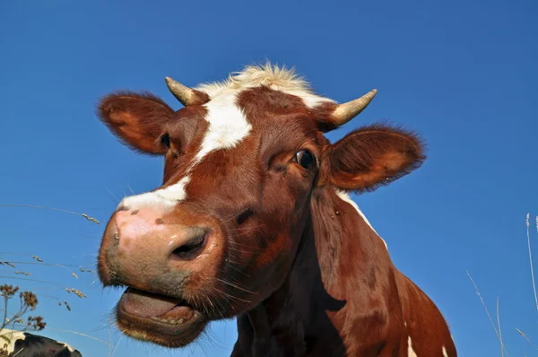 stock image Head of a cow.