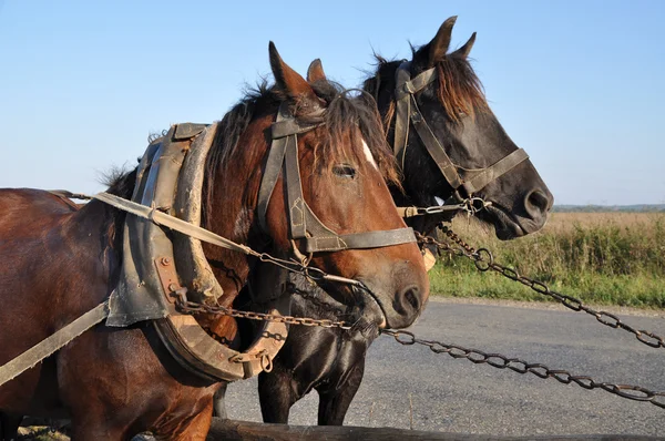 Dois cavalos em uma equipe — Fotografia de Stock