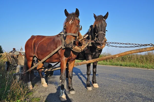 Dois cavalos em uma equipe — Fotografia de Stock
