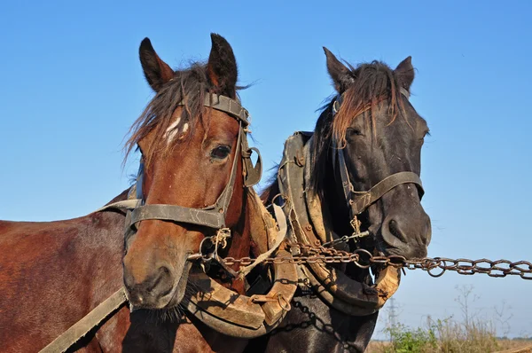 チームで 2 頭の馬 — ストック写真