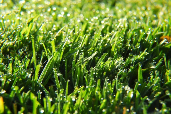 Grönt gräs Royaltyfria Stockfoton