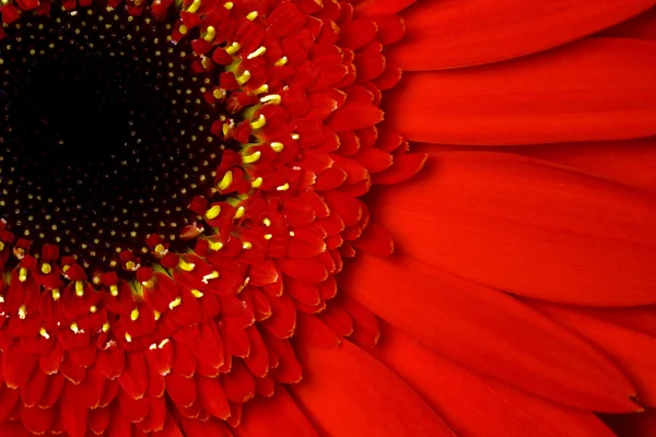 Red flower gerbera — Stock Photo, Image