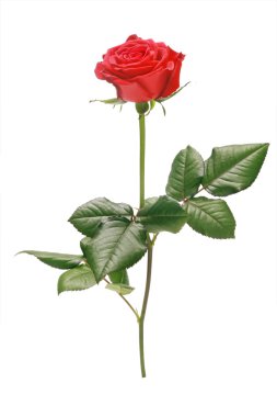 Red rose on white background. clipart