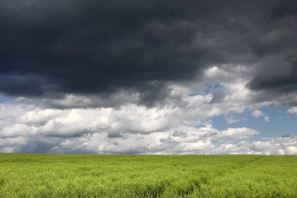Gröna fält och molnen — Stockfoto