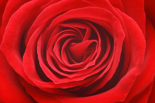 Rosa roja sobre fondo blanco. —  Fotos de Stock