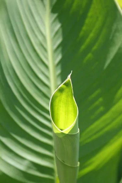 stock image Green leaf.