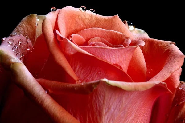 Rosa roja con gotitas de agua. —  Fotos de Stock