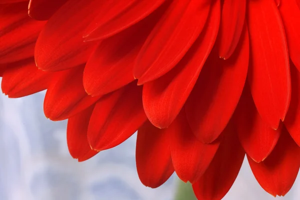 Flor roja gerbera macro . —  Fotos de Stock