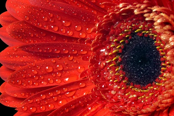 Κόκκινο λουλούδι ζέρμπερα μακροεντολή. — Φωτογραφία Αρχείου