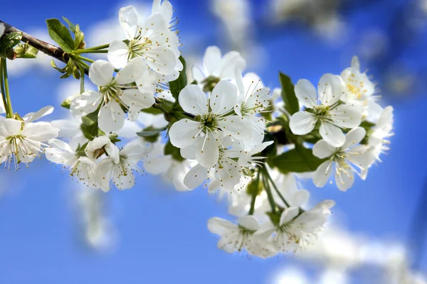 stock image Cherry tree flowers.