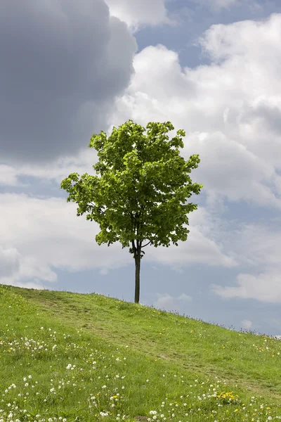 Campo verde y árbol solitario — Foto de Stock